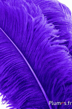 Struzzo premium - 50-60 cm - viola